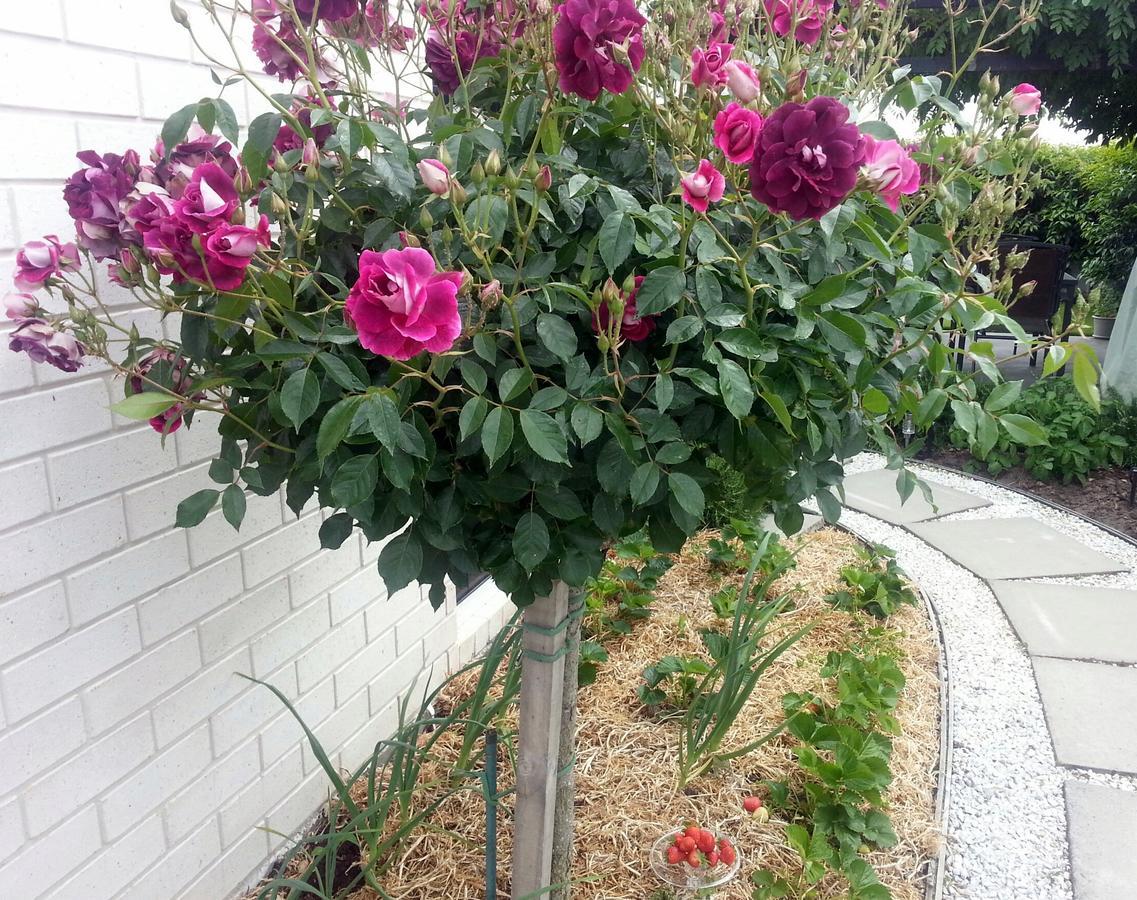 Courtenay B & B Kaiapoi Dış mekan fotoğraf